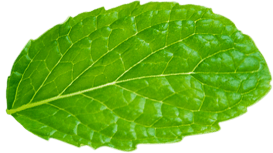 leaf